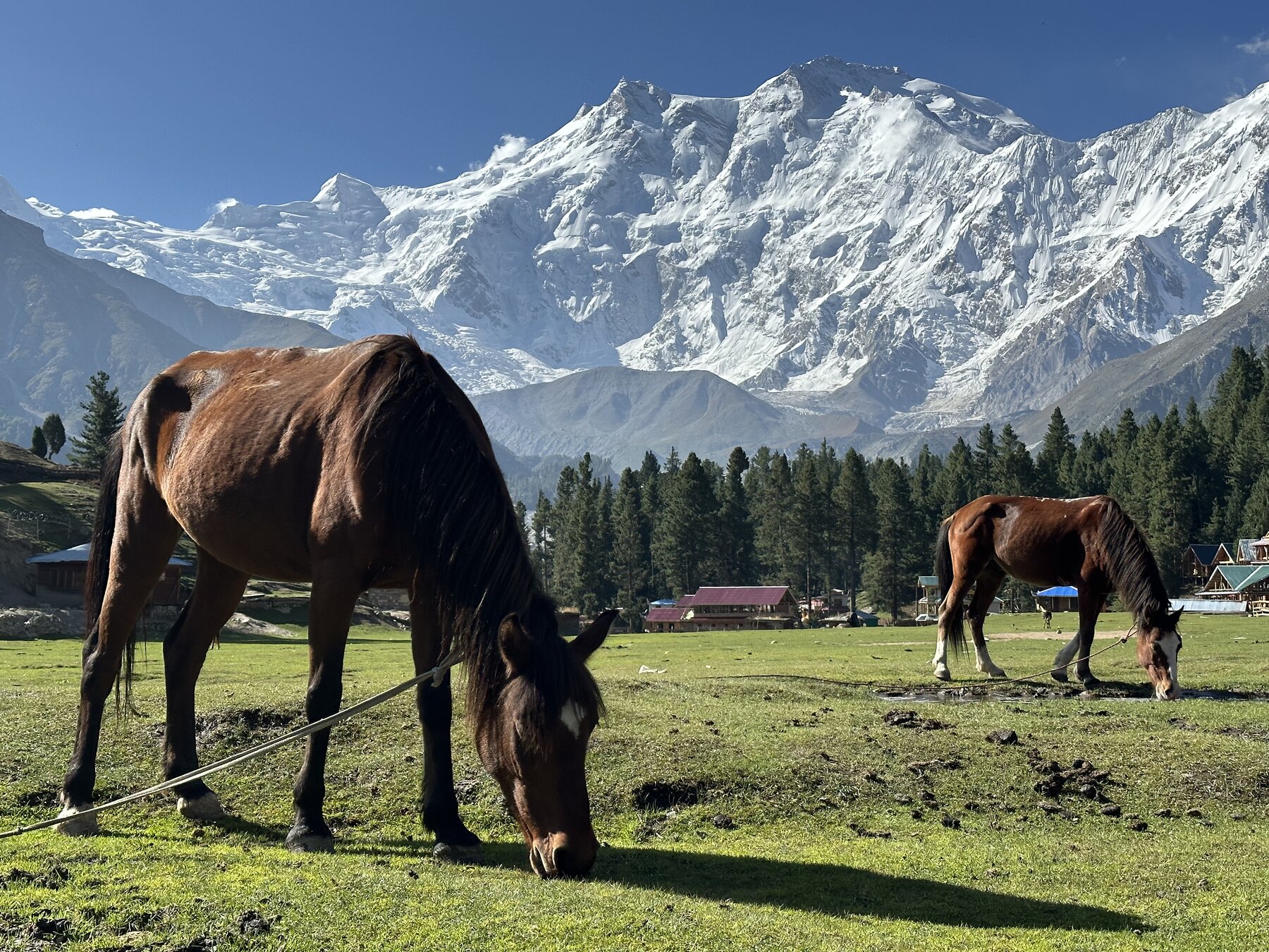 Nanga Parbat massif rising above alpine meadows in Gilgit-Baltistan, Pakistan
